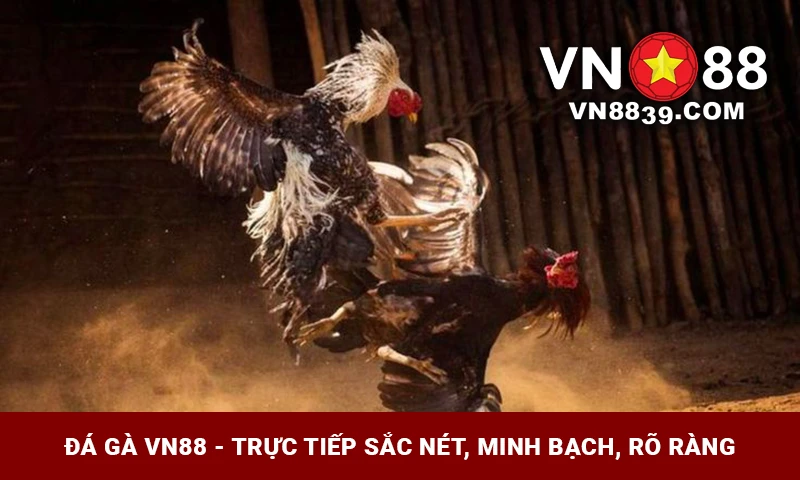 Đá gà VN88 trực tiếp sắc nét, minh bạch, rõ ràng